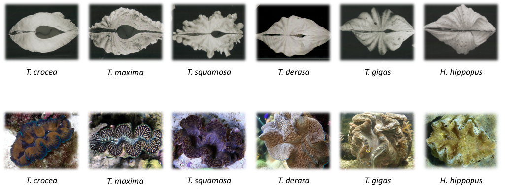 As principais espécies de tridacnídeos