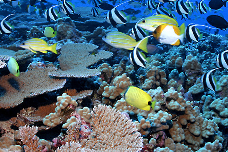 Os recifes de corais do Oceano Pacífico têm sofrido com a acidificação ([url]http://oceanservice.noaa.gov/facts/most_coral.html[/url]).