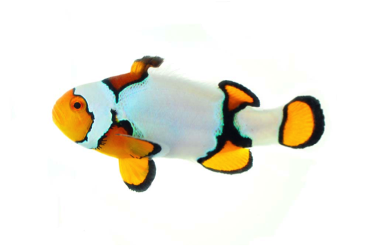 Exemplar de Black Ice, um peixe-palhaço designer cultivado na Eco-Reef.