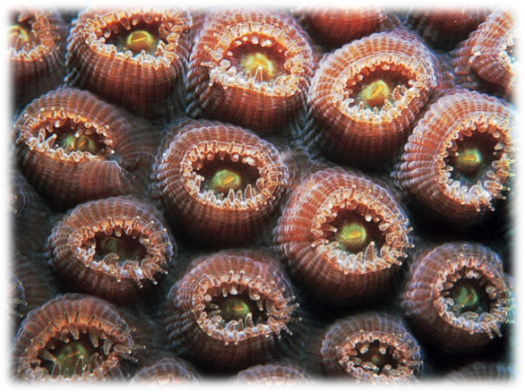 [i]Montastraea cavernosa[/i] (http://coral.aims.gov.au/factsheet.jsp?speciesCode=0589)