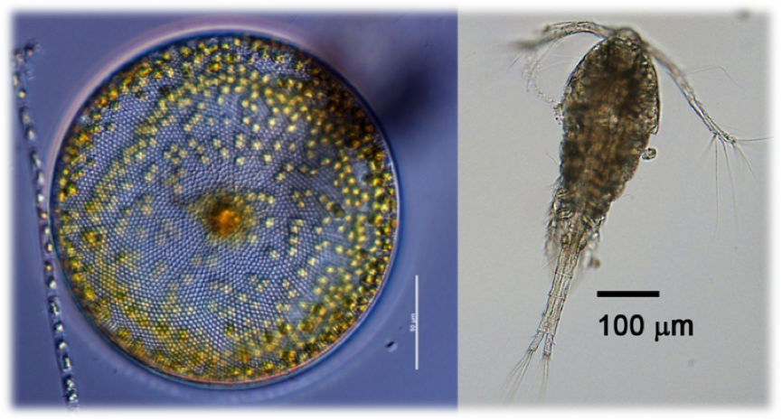 Exemplos de fitoplâncton (a diatomácea [i]Coscinodiscus centralis[/i]) e zooplâncton (o copépode [i]Oithona similis[/i]). https://www.eoas.ubc.ca/research/phytoplankton/diatoms/centric/coscinodiscus/c_centralis.html e http://www.natureatlas.org/zooplankton/midatlantic/IDcopepod.php