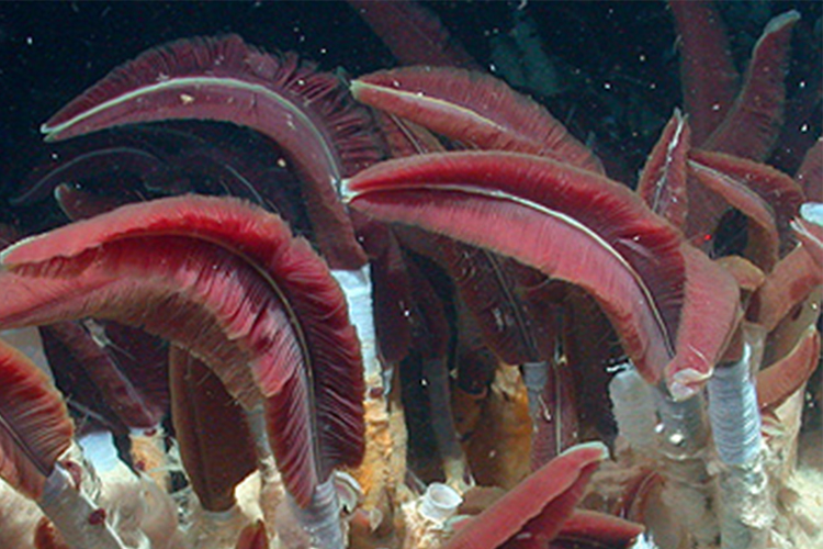 Espécimes de [i]R. pachyptila[/i] (Monterey Bay Aquarium, 2003, [url]http://www.mbari.org/science/upper-ocean-systems/molecular-ecology/[/url]).
