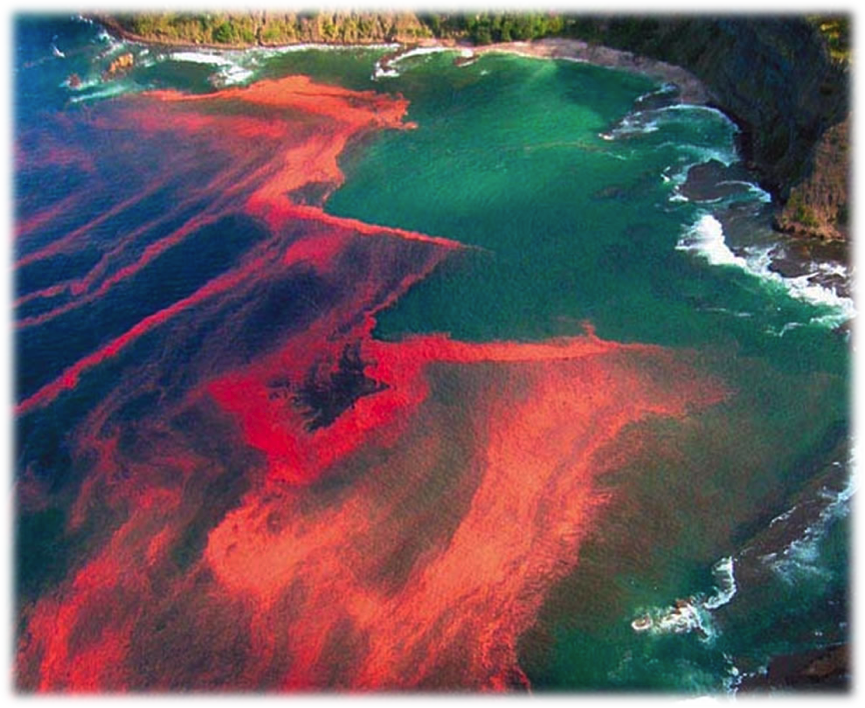 http://www.lovethesepics.com/2013/03/red-tide-phenomenon-in-rainbow-of-algal-bloom-colors-38-pics/