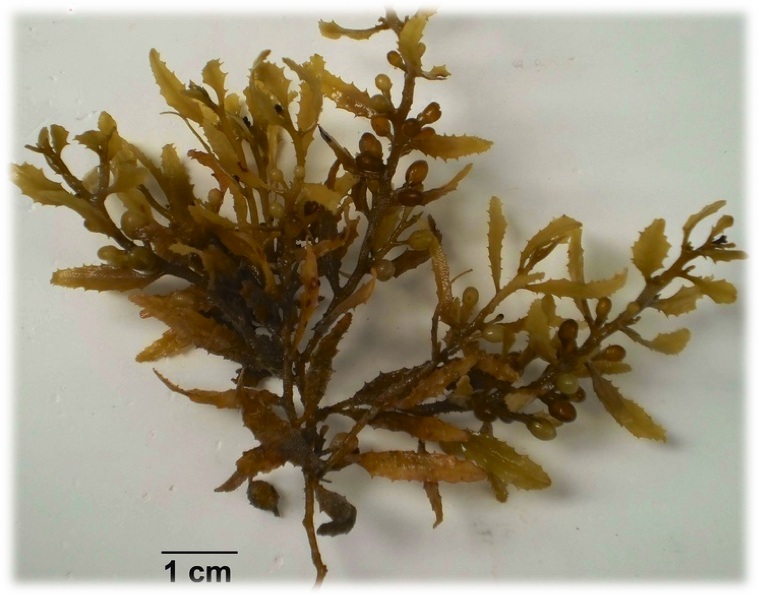 [i]Sargassum fluitans[/i]. Observe os flutuadores – estruturas redondas utilizadas para armazenar gás e mantê-los flutuando. (http://www.algaebase.org/search/species/detail/?species_id=E332f754e1da619ed)
