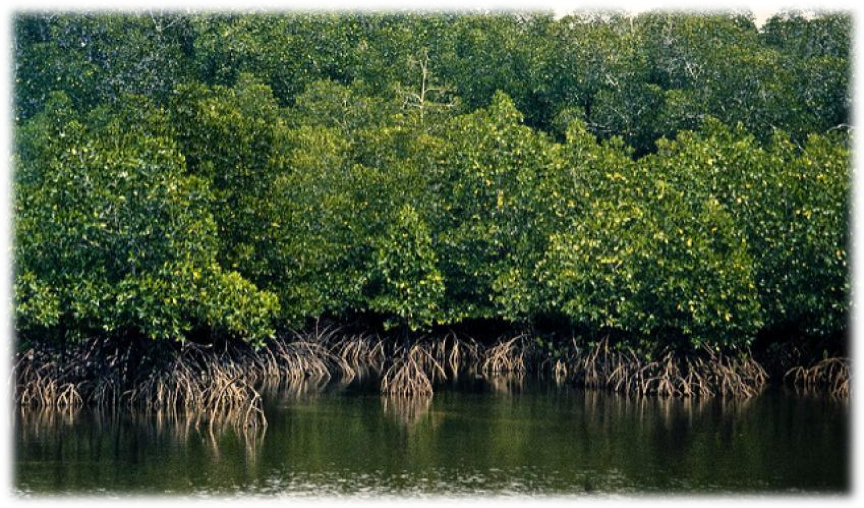 (https://www.iucn.org/news/forests/201706/mapping-global-mangrove-restoration-potential)