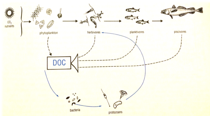 Alça microbiana (Lalli & Parsons, 1997)