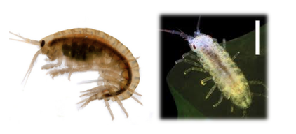 Amphipoda e Isopoda