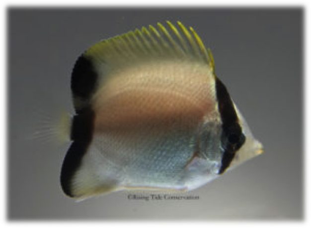 [i]Chaetodon sedentarius[/i] produzido em cativeiro (http://risingtideconservation.org/successful-aquaculture-of-the-reef-butterflyfish/)