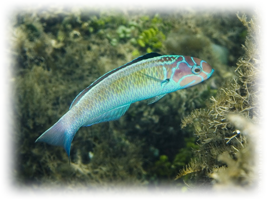 Thalassoma noronhanum (http://www.fishbase.org/photos/PicturesSummary.php?StartRow=1&ID=27235&what=species&TotRec=4)